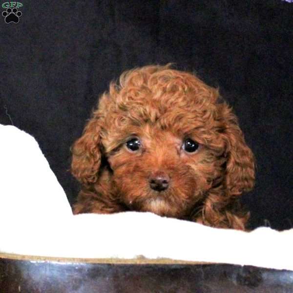 Kayla, Toy Poodle Puppy