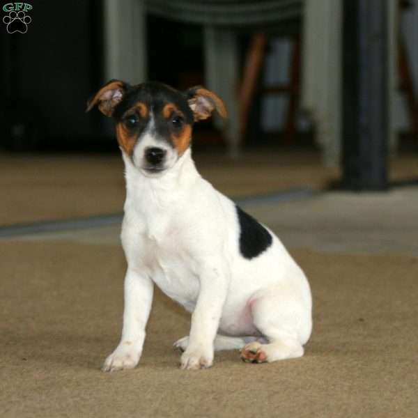 Kayla, Jack Russell Terrier Puppy