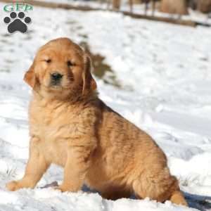 Kayla, Golden Retriever Puppy