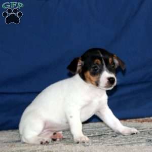 Kayla, Jack Russell Terrier Puppy