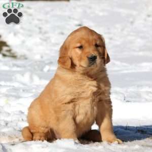 Kayla, Golden Retriever Puppy