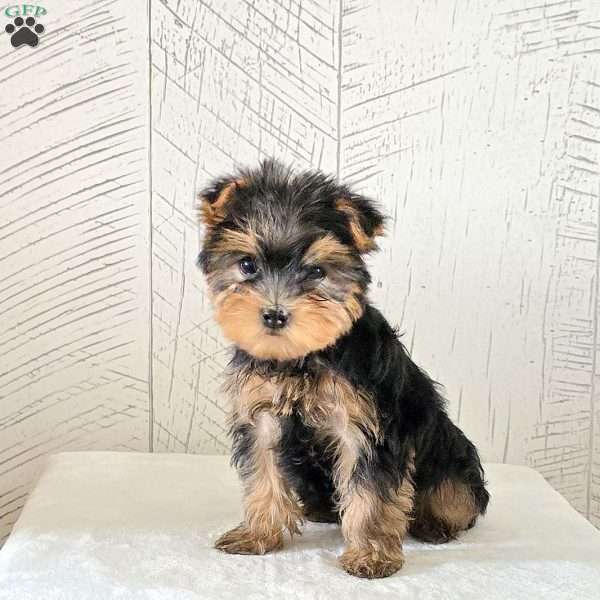 Kaylee, Yorkie Puppy