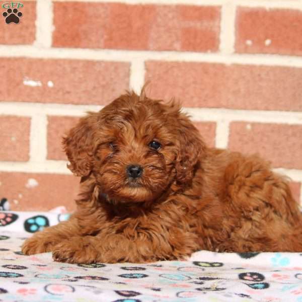 Kaylee, Mini Goldendoodle Puppy