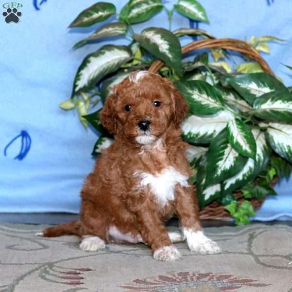 Kayson, Miniature Poodle Puppy