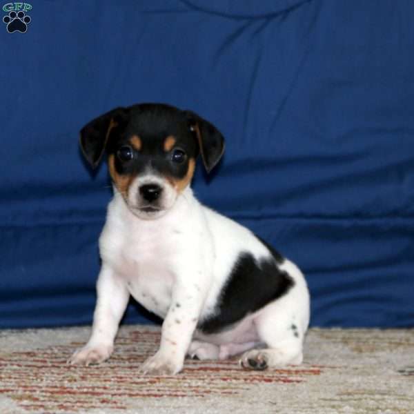 Kayson, Jack Russell Terrier Puppy