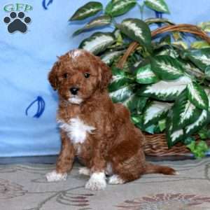 Kayson, Miniature Poodle Puppy