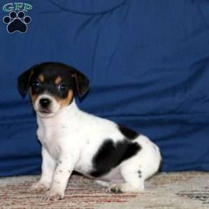 Kayson, Jack Russell Terrier Puppy