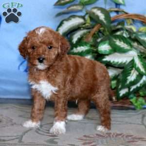 Kayson, Miniature Poodle Puppy