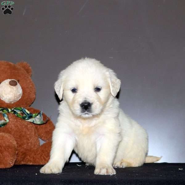 Keeka, English Cream Golden Retriever Puppy