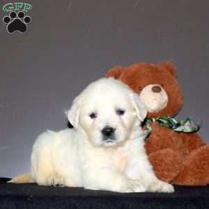 Keeka, English Cream Golden Retriever Puppy