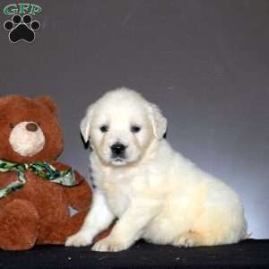 Keeka, English Cream Golden Retriever Puppy