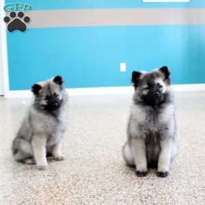 Jeffrey, Keeshond Puppy