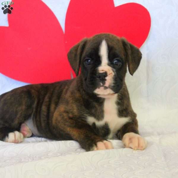 Keith, Boxer Puppy