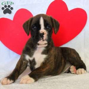 Keith, Boxer Puppy