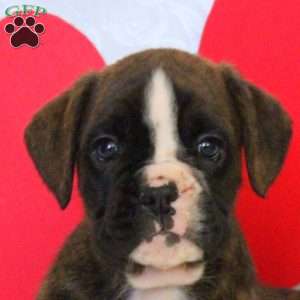 Keith, Boxer Puppy