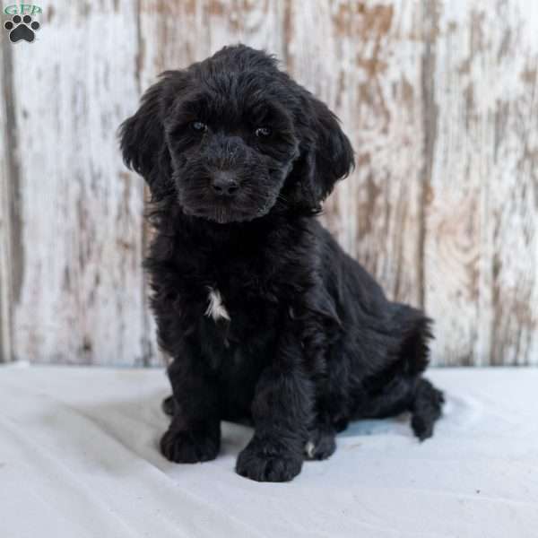 Keith, Goldendoodle Puppy