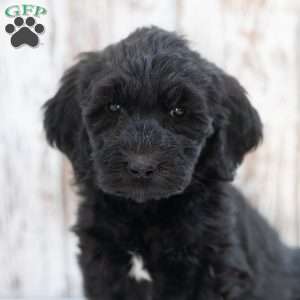 Keith, Goldendoodle Puppy