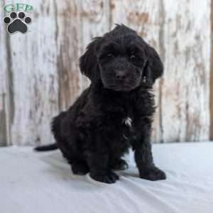 Keith, Goldendoodle Puppy