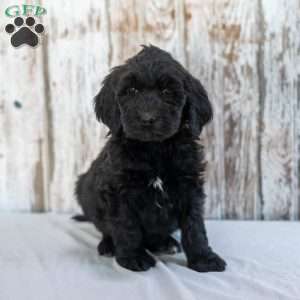 Keith, Goldendoodle Puppy