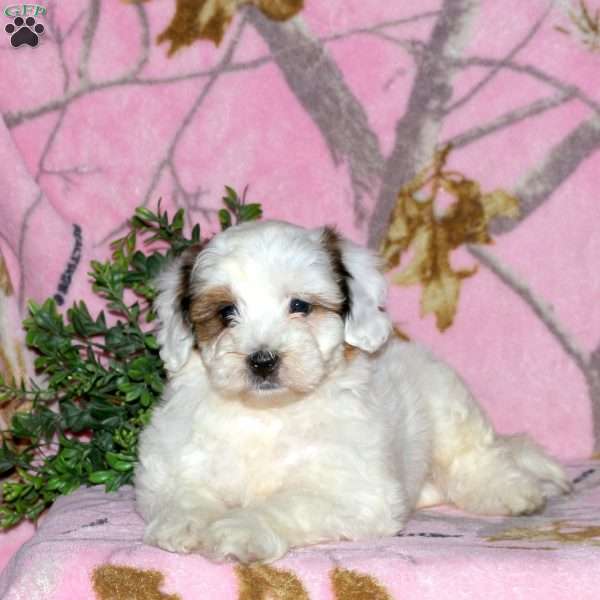 Kelly, Mini Bernedoodle Puppy