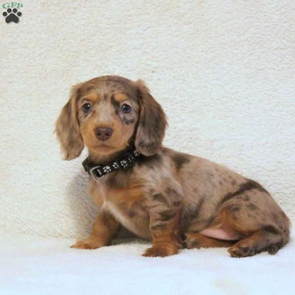 Kelly, Dachshund Puppy