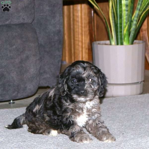 Kelly, Cockapoo Puppy