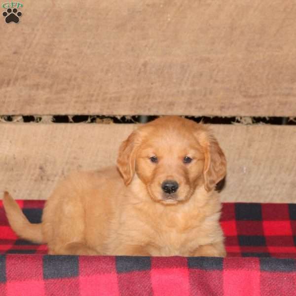 Kelly, Golden Retriever Puppy