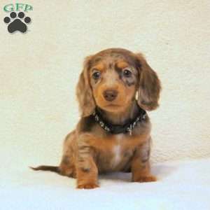 Kelly, Dachshund Puppy