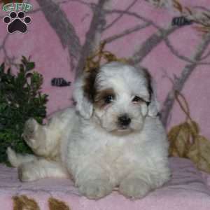 Kelly, Mini Bernedoodle Puppy