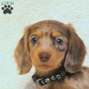 Kelly, Dachshund Puppy