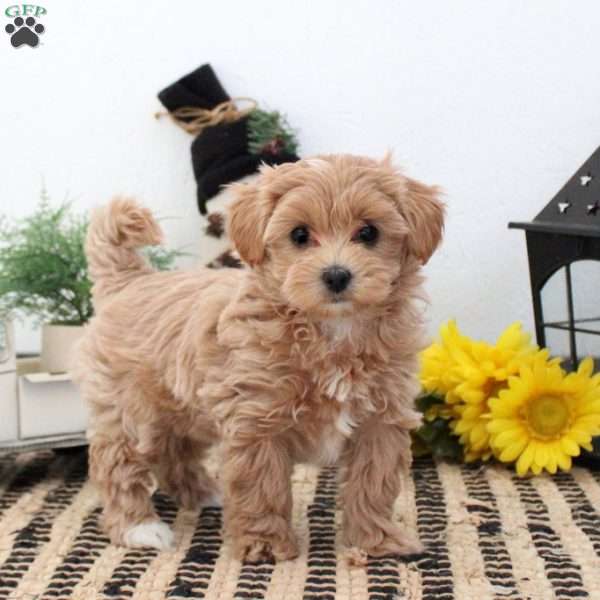 Kelly, Maltipoo Puppy