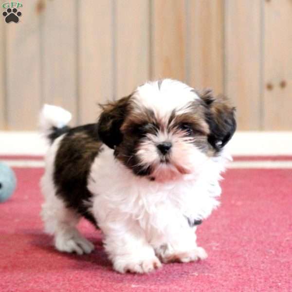 Kelsey, Shih Tzu Puppy