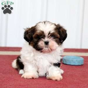 Kelsey, Shih Tzu Puppy