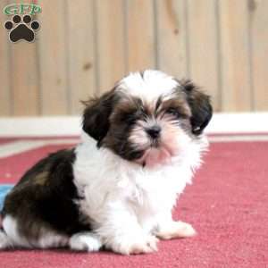 Kelsey, Shih Tzu Puppy