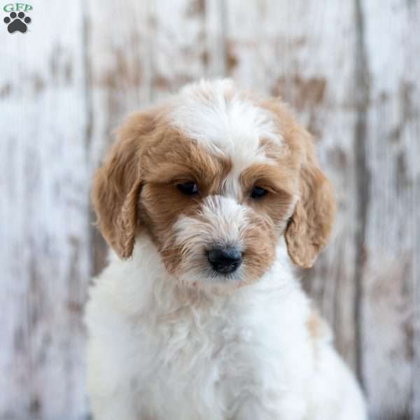 Kelsey, Goldendoodle Puppy