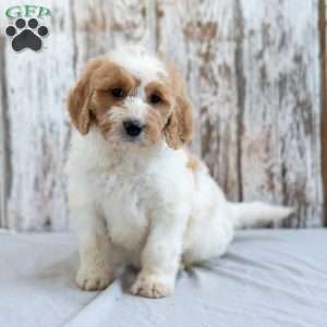 Kelsey, Goldendoodle Puppy