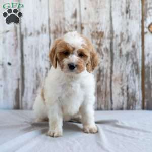 Kelsey, Goldendoodle Puppy