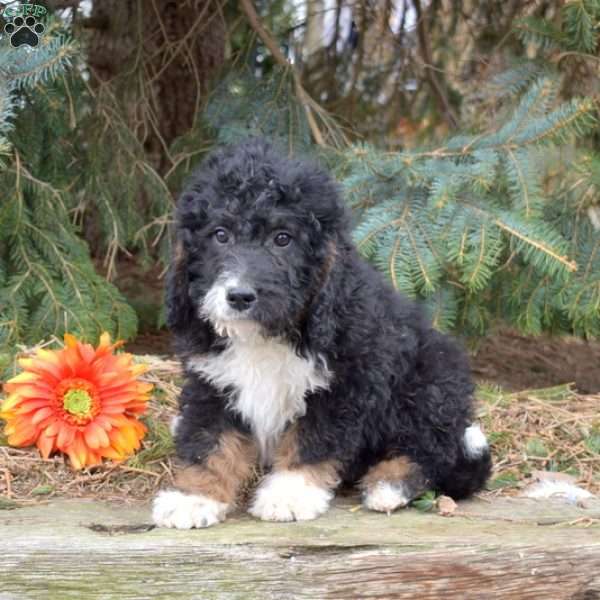 Kenny, Mini Bernedoodle Puppy