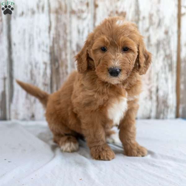 Keonta, Goldendoodle Puppy