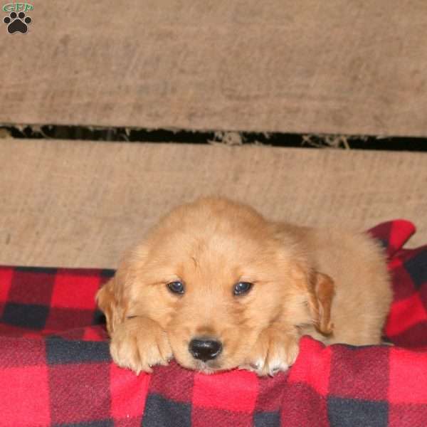 Kevin, Golden Retriever Puppy