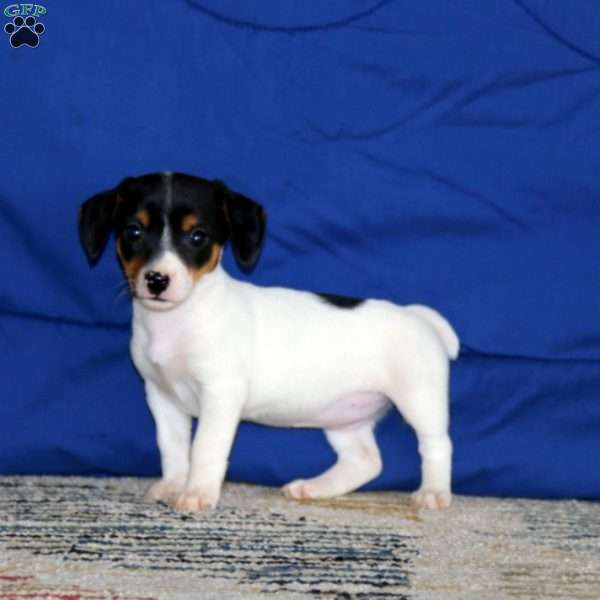 Kia, Jack Russell Terrier Puppy