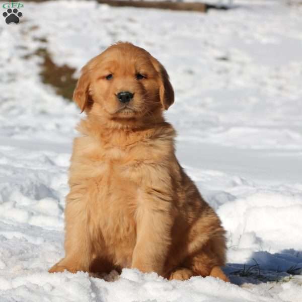 Kia, Golden Retriever Puppy