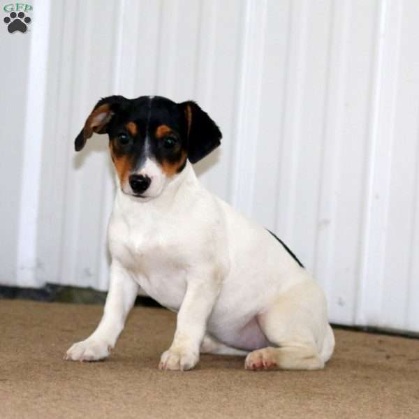 Kia, Jack Russell Terrier Puppy