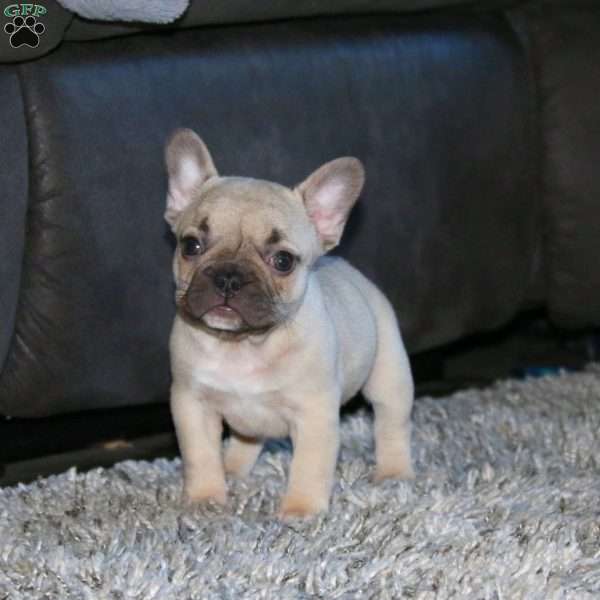 Kia, French Bulldog Puppy