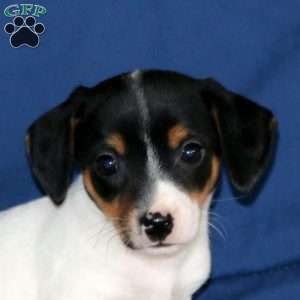 Kia, Jack Russell Terrier Puppy