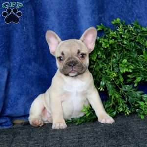 Kia, French Bulldog Puppy