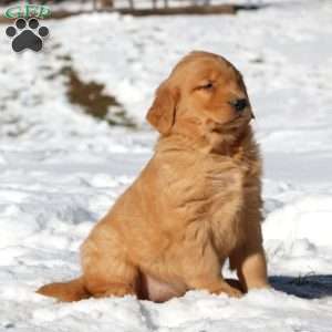 Kia, Golden Retriever Puppy