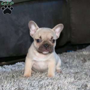 Kia, French Bulldog Puppy