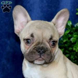 Kia, French Bulldog Puppy