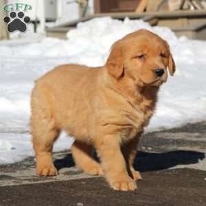 Kia, Golden Retriever Puppy